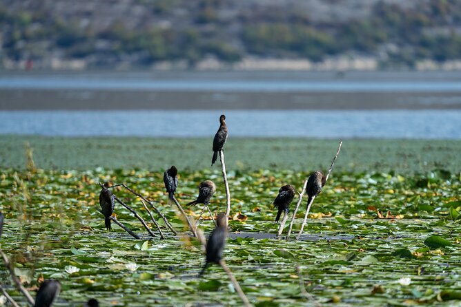 1-hour Kayak Adventure through Skadar Lake from Virpazar - Timing your visit and handling the weather
