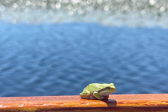 2 Hour Group Boat Trip in Skadar Lake - Through the bird reserve and water-lily channels