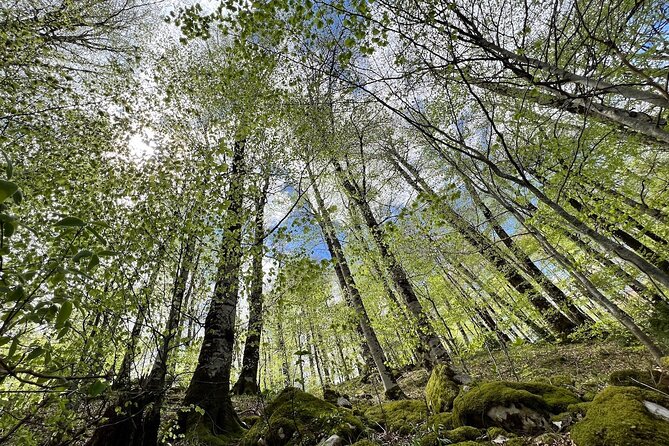 Biogradska Gora National Park Tour with Optional Add-Ons - Adding Skadar Lake and Virpazar