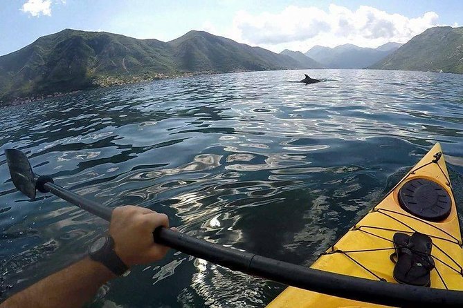 Kayak active tour - Kotor Bay from water level