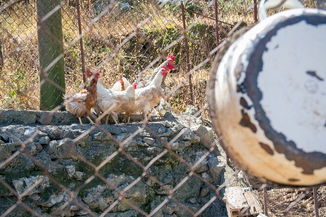 Olive oil farm to fork experience & short walking tour of Kotor - Sitting down to a homemade Montenegrin meal