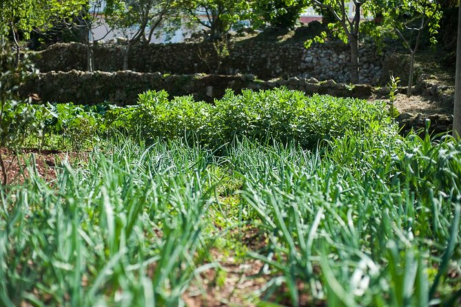 Olive oil farm to fork experience & short walking tour of Kotor - Timing, pickup, and the five-hour schedule