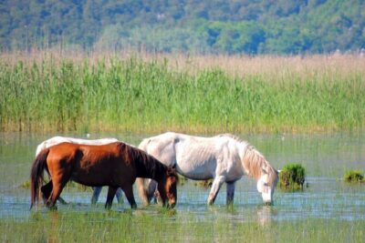 Podgorica Historic, Safari and Winery tour – Skadar lake and River Crnojevica
