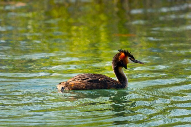 Skadar Lake National Park: Birdwatching & Photography Tour - Morača River: a different bird habitat