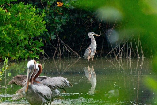 Skadar Lake National Park: Birdwatching & Photography Tour - What the $44.26 price really covers