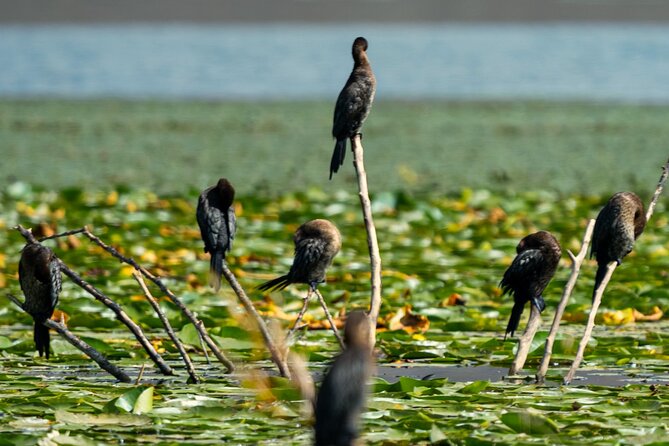 Skadar Lake National Park: Birdwatching & Photography Tour - A small boat, a short route, and realistic expectations