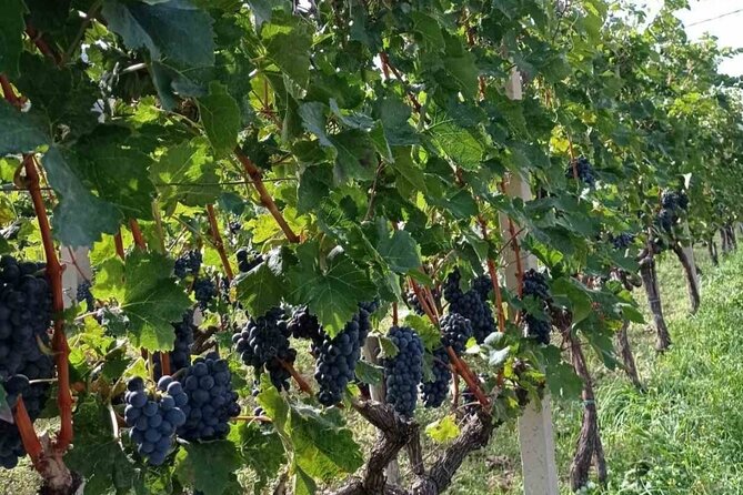 TASTE OF MONTENEGRO - Gastro Private Tour of wine and food - A Family Winery Away From the Coast