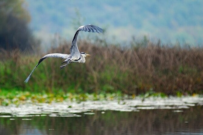 Virpazar Skadar Lake National Park Guided Boat Tour - Kamenik brings the birds and water plants